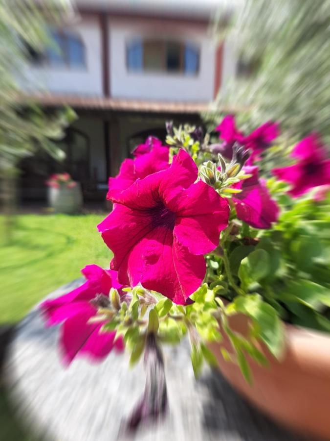 Agriturismo Mulino Bianco Lonato Dış mekan fotoğraf