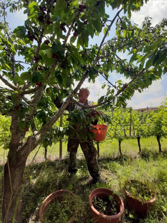 Agriturismo Mulino Bianco Lonato Dış mekan fotoğraf